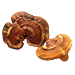 Medicinal mushrooms and herbs