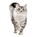 Сats