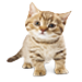 Корм для кошенят