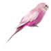 Bird food