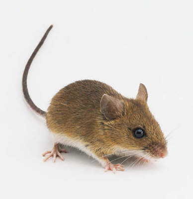 Love, obsession, despair, and mice