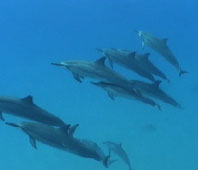 Dolphins