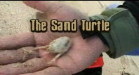 Sand Turtles