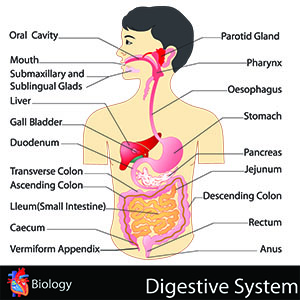 digistive system