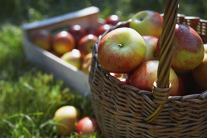 the frutiarian diet