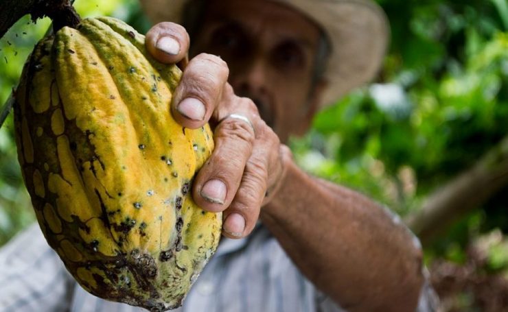 cocoa health benefits