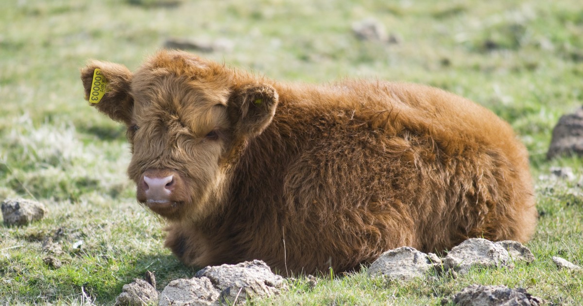 fluffycalf fluffy calf