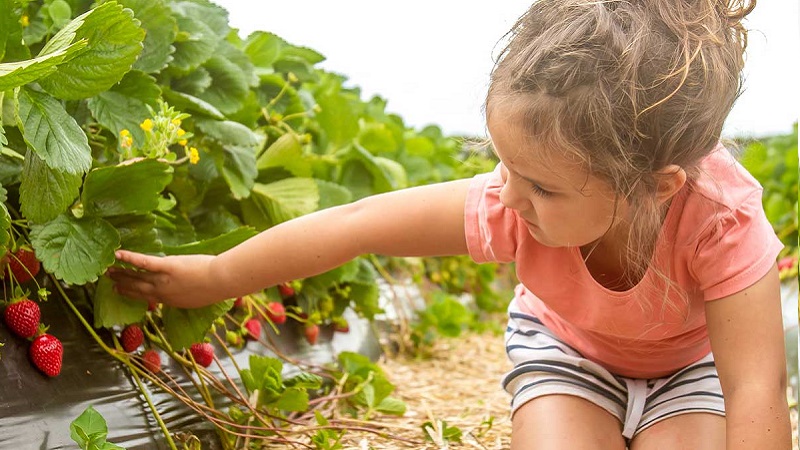 pickingstrawberries little girl picking strawberries