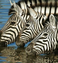 Exquisite Expeditions: Africa