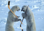 Polarbearhockey