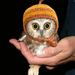 Small_owl%20hat