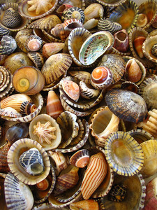 Medium_seashells