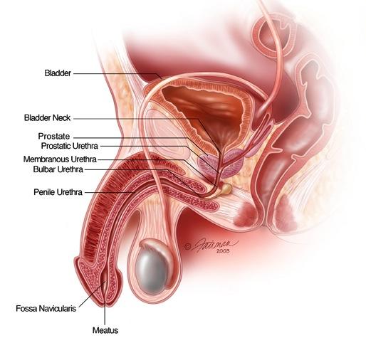 Stress enuresis in adults