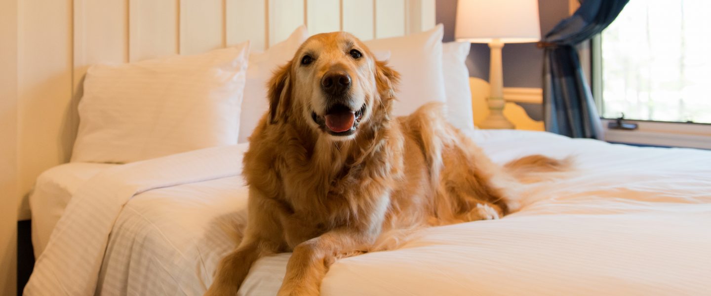 North Lodging & Hotel Rooms Lanier Islands PetFriendly
