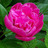 Peony