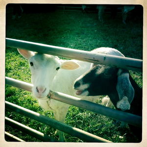 Hip 341007909.444416