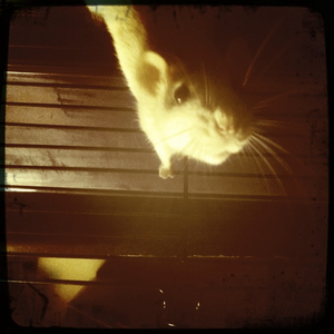 Hip 341217615.637047