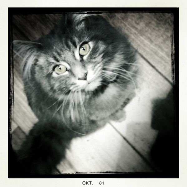 Hip 341166533.844816