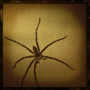 Hip 341238175.146439