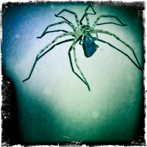 Hip 341239097.726661