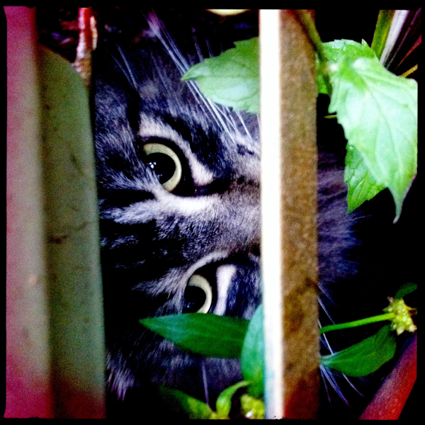 Hip 338766004.667130