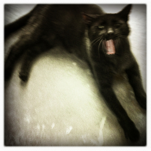 Hip 334026074.808711