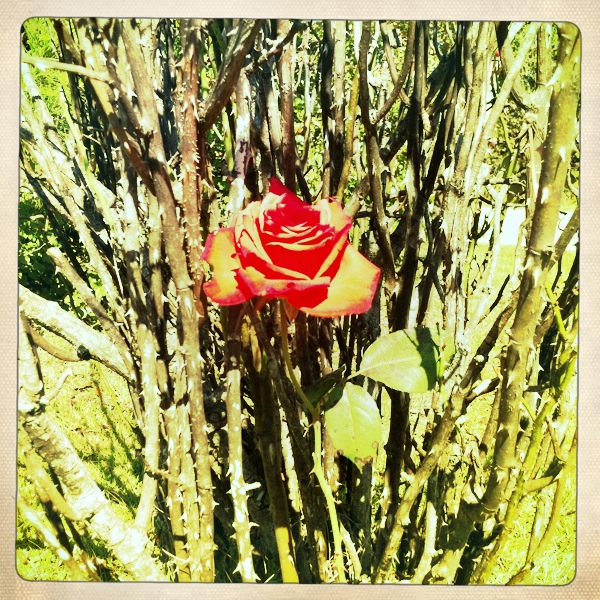 Hip 341260278.254746