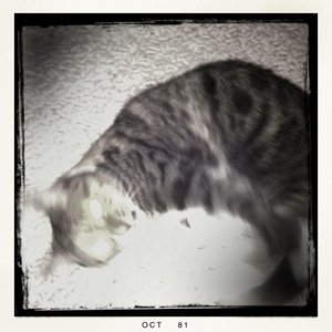 Hip 341274813.073971