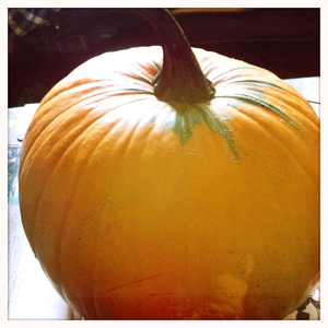 Hip 341008783.276846