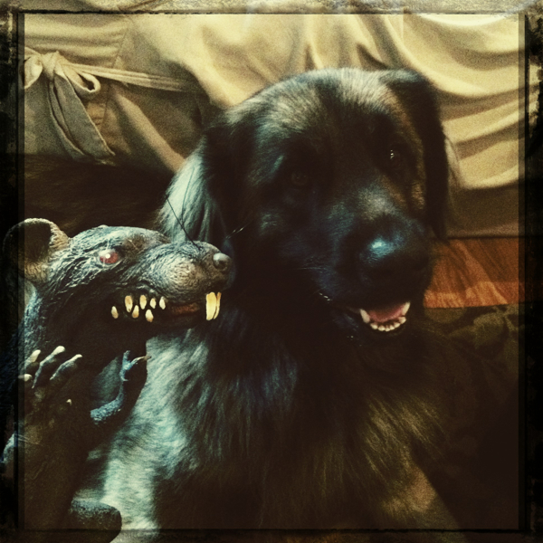 Hip 339273655.623822