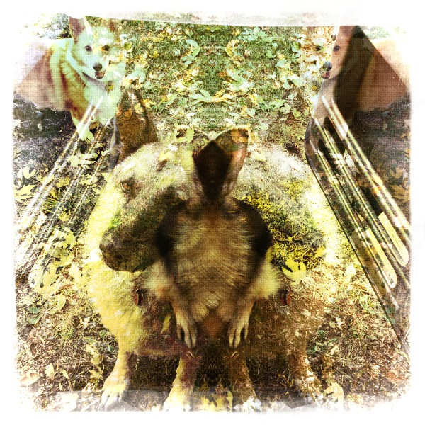 Hip 310662702.428978