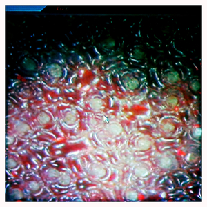 Hip 312497900.625726