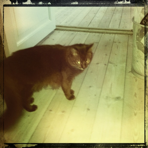 Hip 340453638.011104