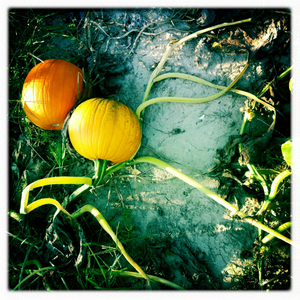 Hip 306969399.847723