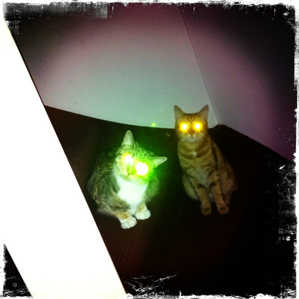 Hip 341266970.475345