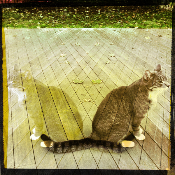 Hip 339108163.244988