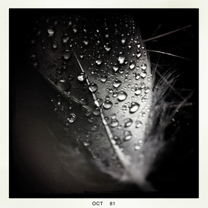 Hip 340133982.620750