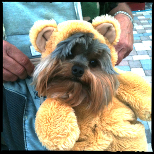 Hip 341362315.364969