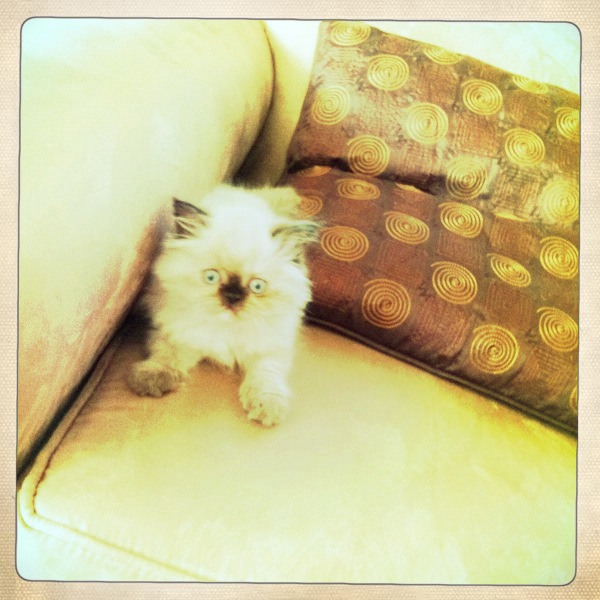 Hip 333756379.175990