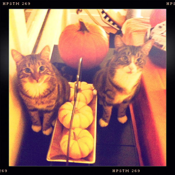 Hip 341467436.842415