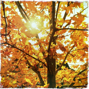 Hip 341512326.468893