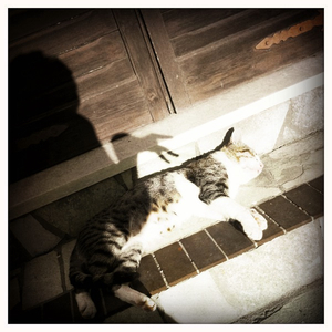 Hip 340209488.600128