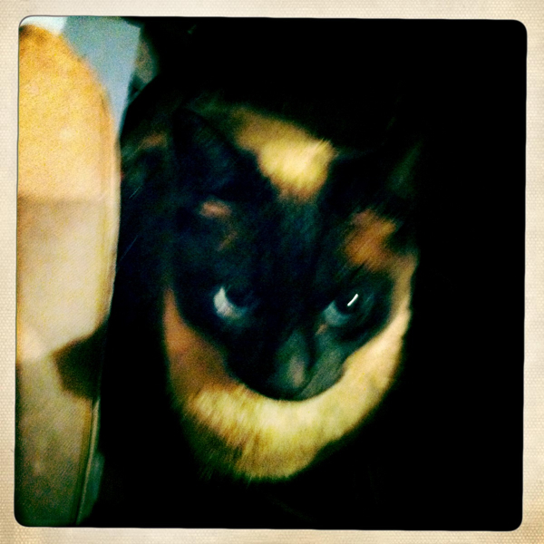 Hip 338587512.598370