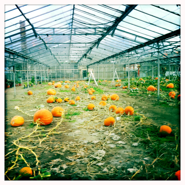 Hip 341423702.162561