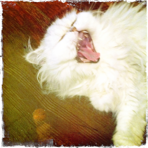 Hip 341526203.068393