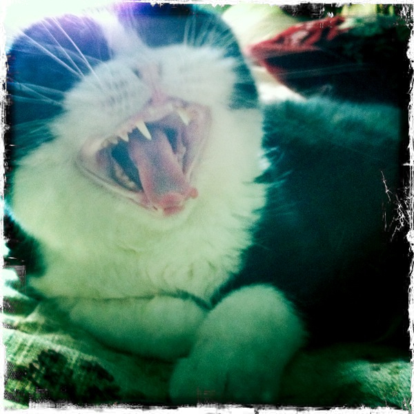 Hip 340312165.585258