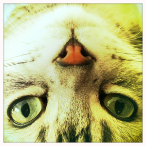 Hip 340950168.416174