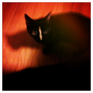 Hip 339201611.797460