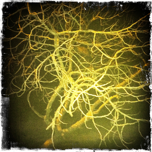 Hip 333179705.729908