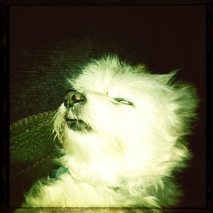 Hip 339294775.956577